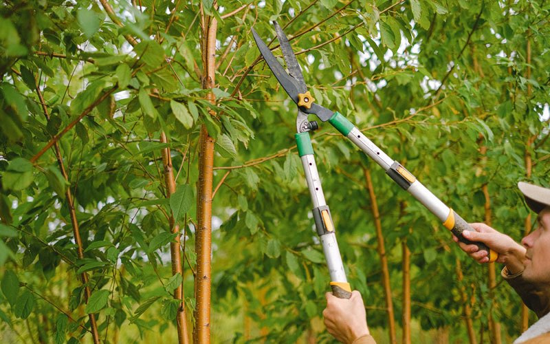 Tree trimming in Moatsville, WV