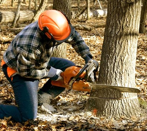 Tree Removal in Moatsville, WV
